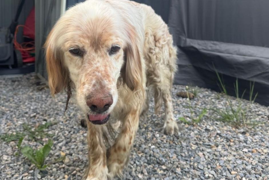 Fundmeldung Hund Männliche Bordères-sur-l'Échez Frankreich Fundmeldung Hund Männliche Bordères-sur-l'Échez Frankreich